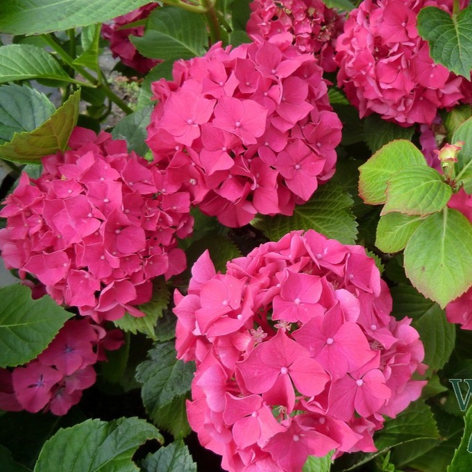 Hydrangea 'Masja' P9