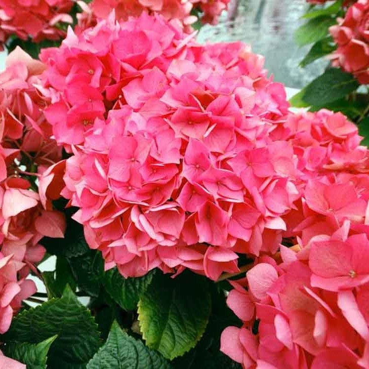 Hydrangea 'Masja' P9
