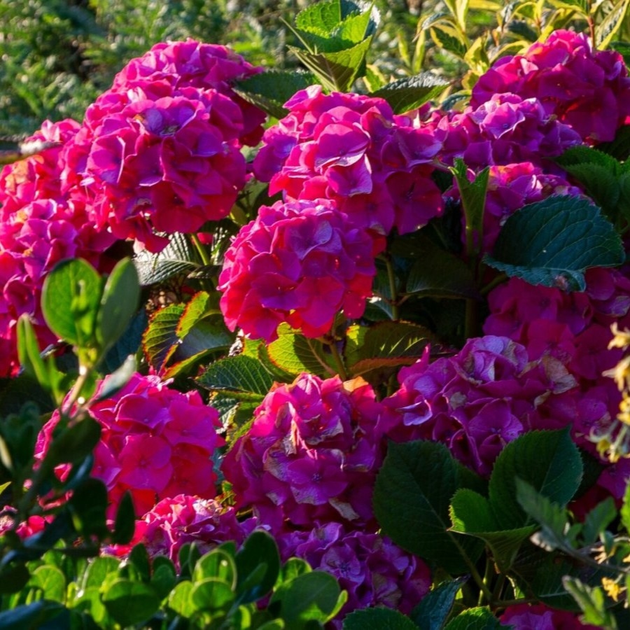 Hydrangea 'Masja' P9