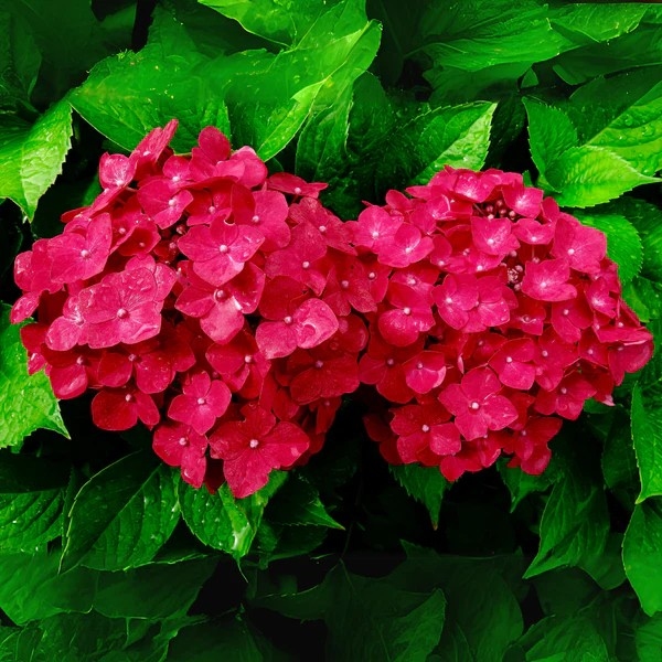 Hydrangea 'Red' P9
