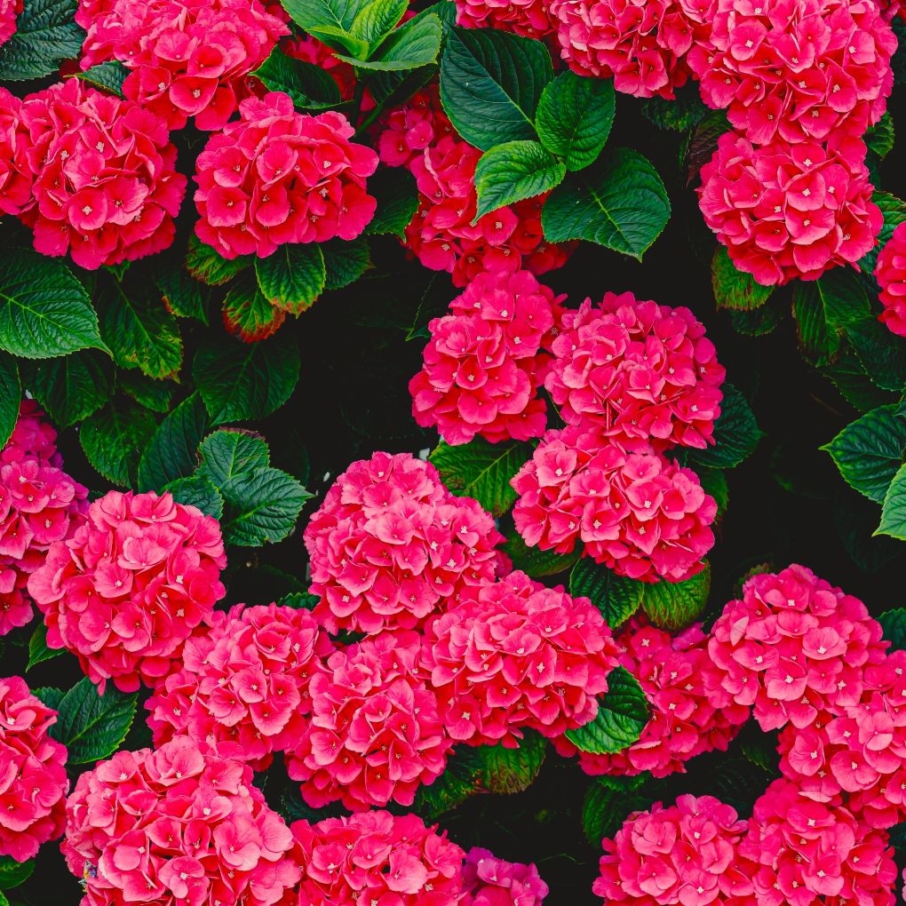 Hydrangea 'Red' P9