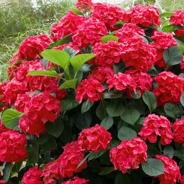 Hydrangea 'Red' P9