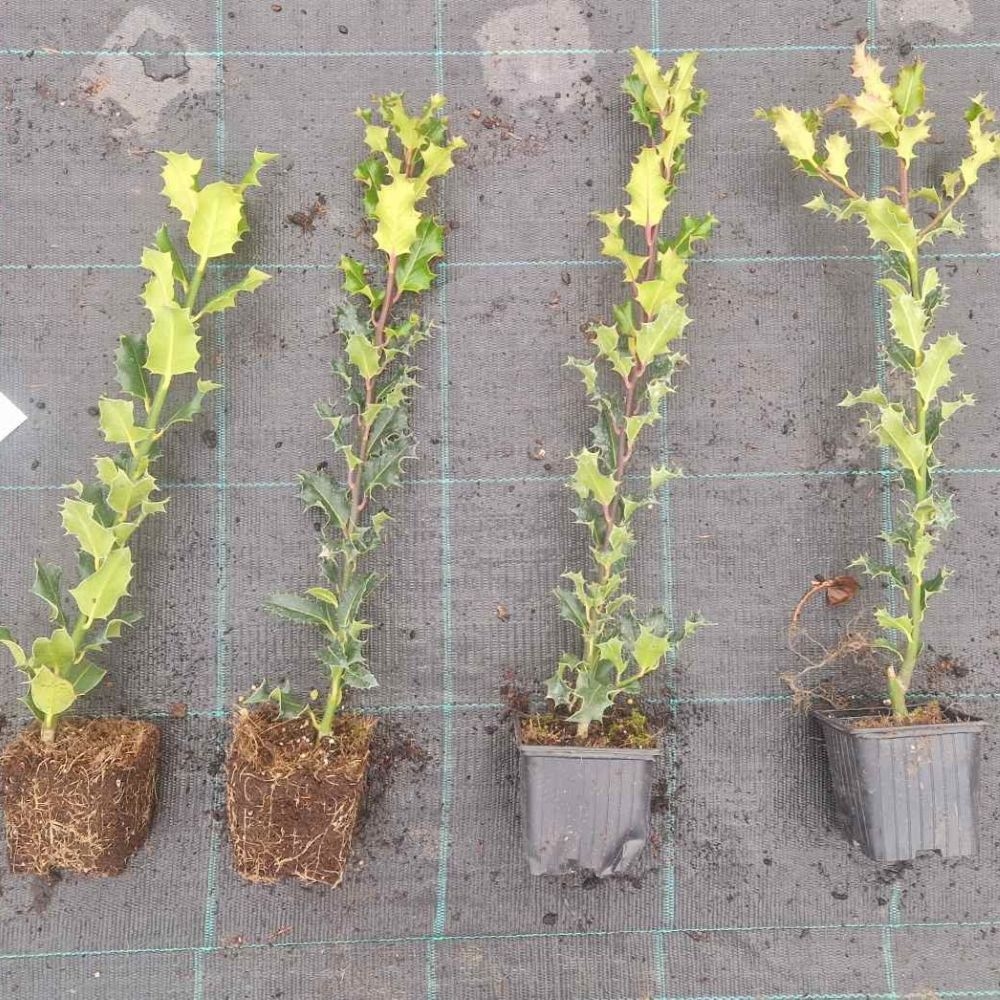 Ilex Aquifolium 1lit