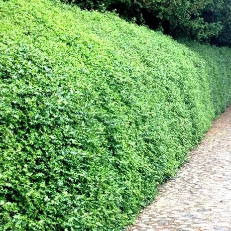 Ilex Aquifolium 1lit