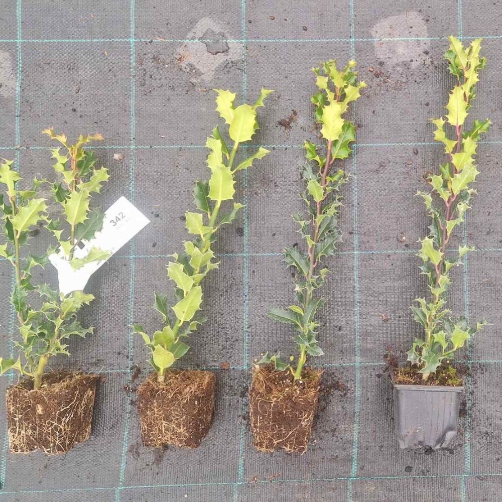 Ilex Aquifolium 1lit