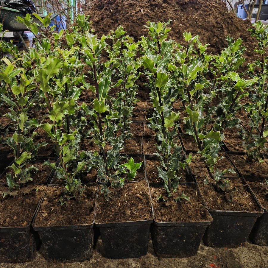 Ilex Aquifolium 1lit
