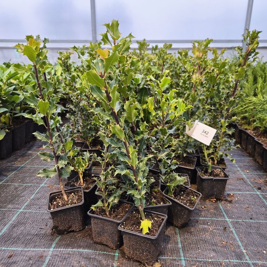 Ilex Aquifolium 1lit