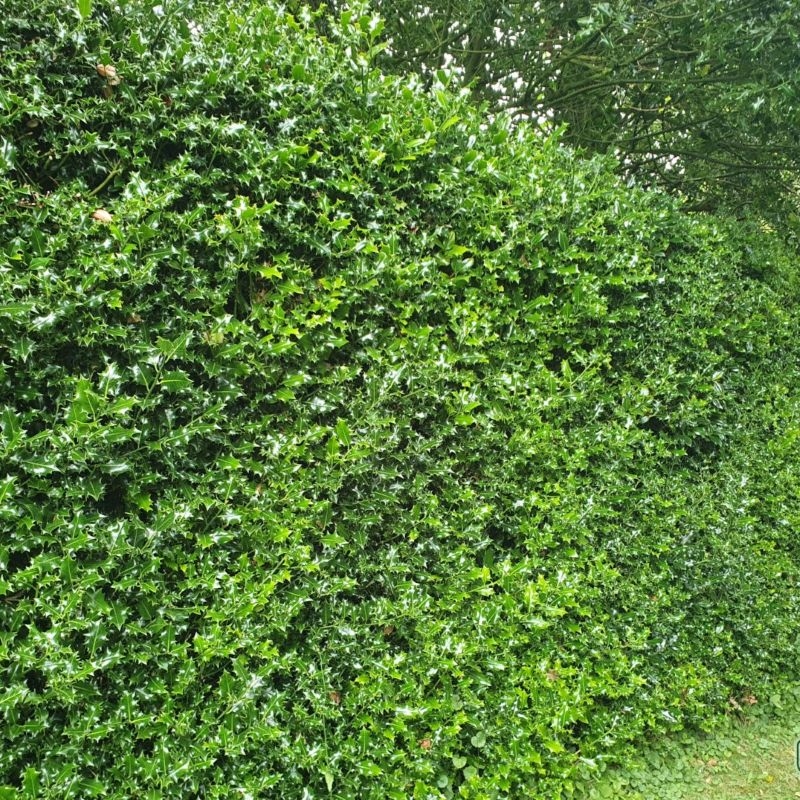 Ilex Aquifolium 1lit