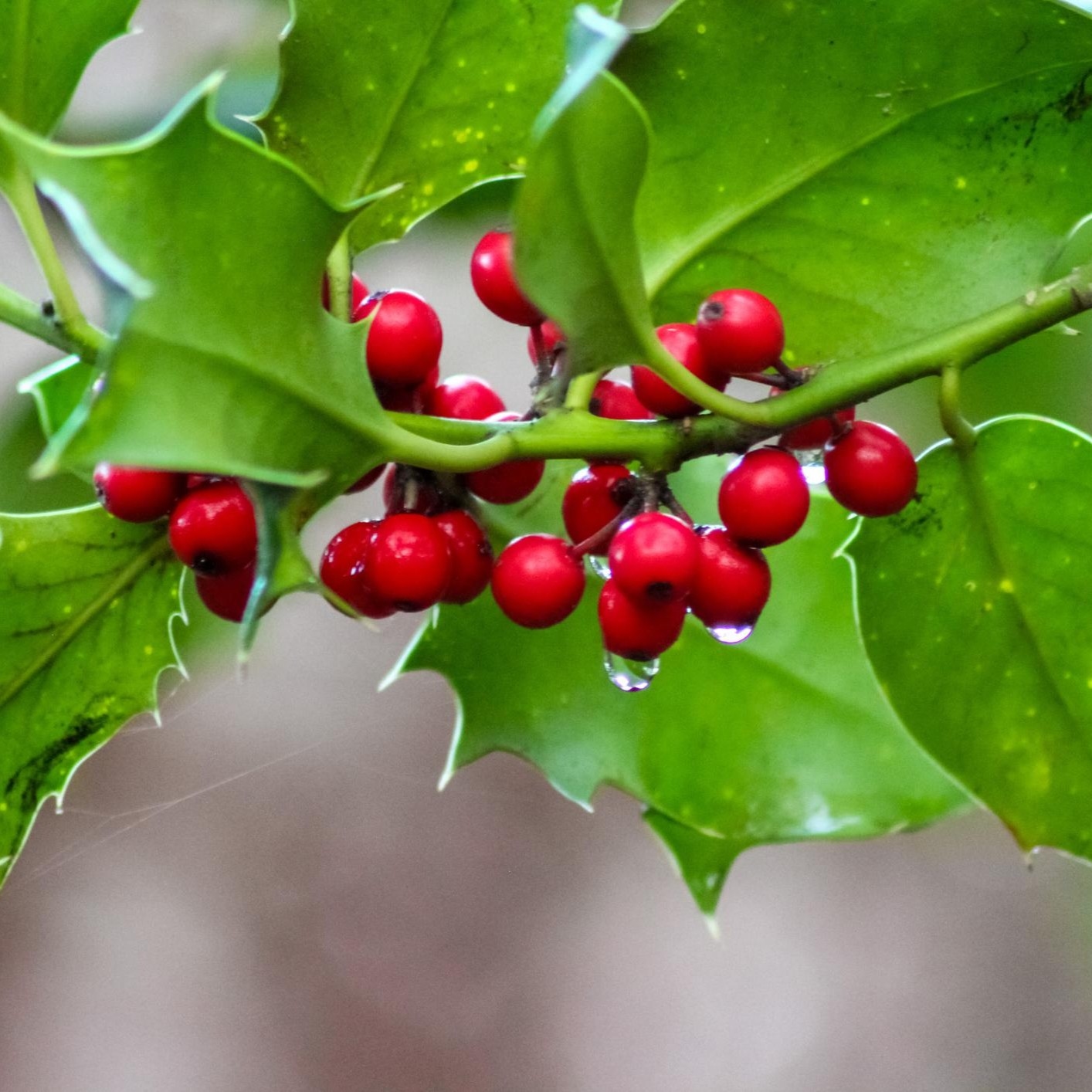 Ilex Aquifolium 1lit