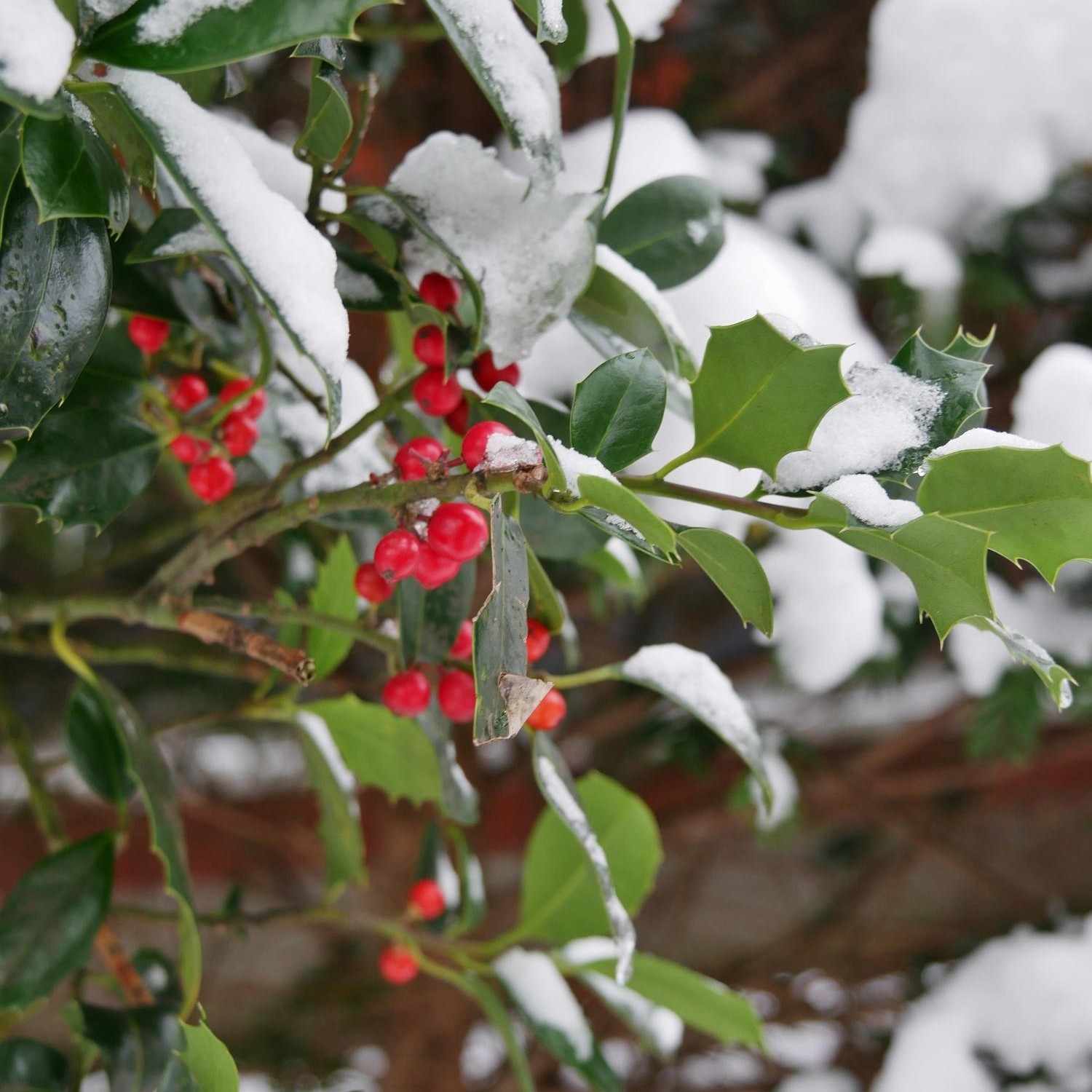 Ilex Aquifolium 1lit