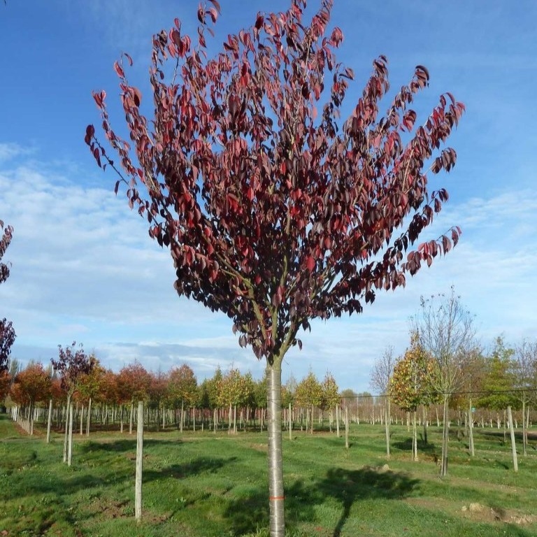 Japanska trešnja 'Royal Burgundy' 100-150cm
