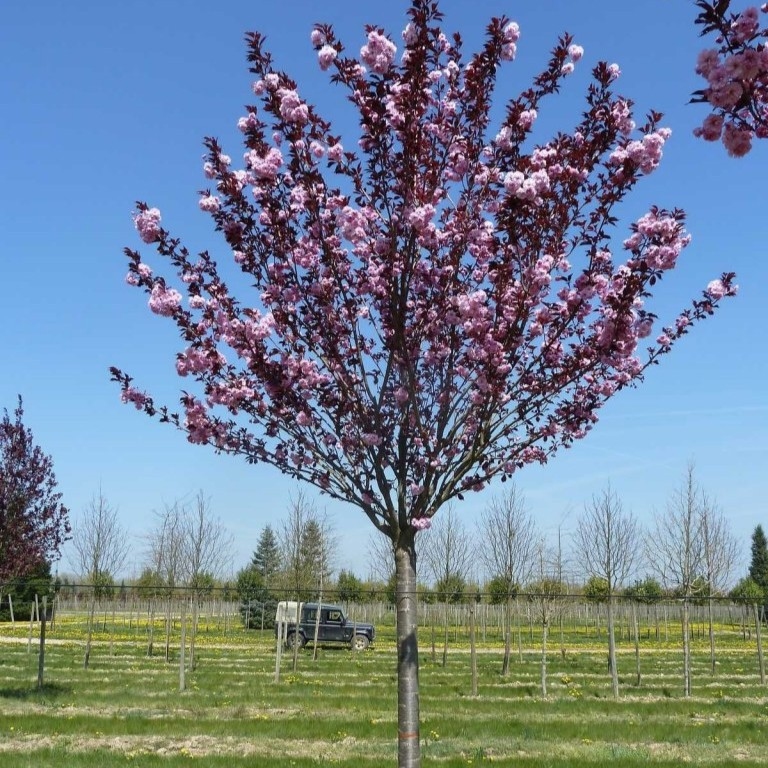 Japanska trešnja 'Royal Burgundy' 100-150cm