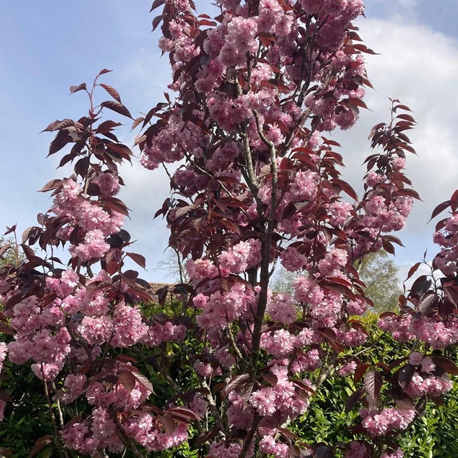 Japanska trešnja 'Royal Burgundy' 100-150cm