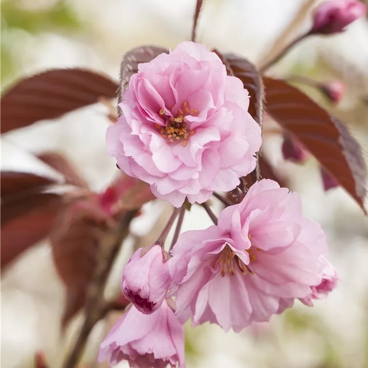 Japanska trešnja 'Royal Burgundy' 100-150cm