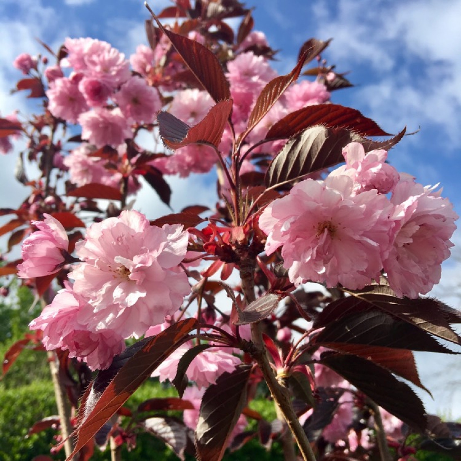 Japanska trešnja 'Royal Burgundy' 100-150cm