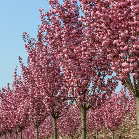 Japanska trešnja 'Royal Burgundy' 100-150cm