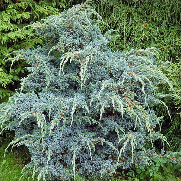 Kineska smreka 'Blue Alps' 20-25cm
