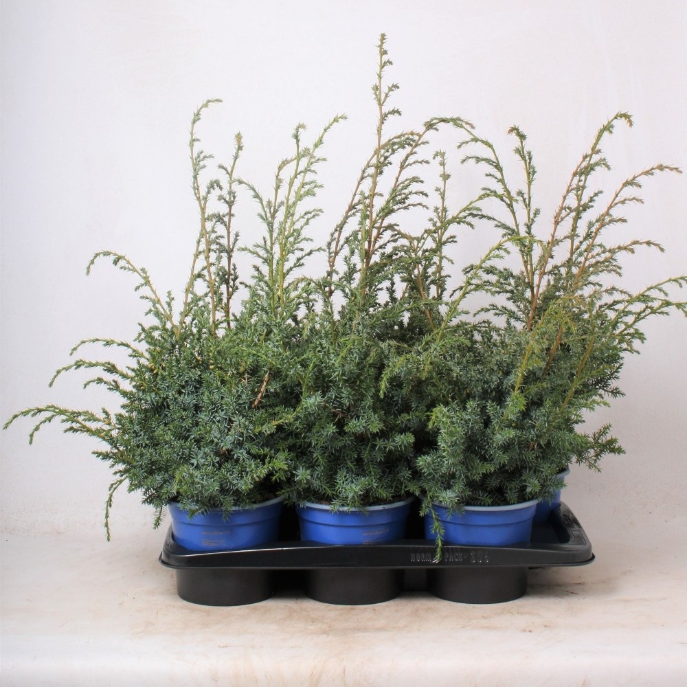 Kineska smreka 'Blue Alps' 20-25cm