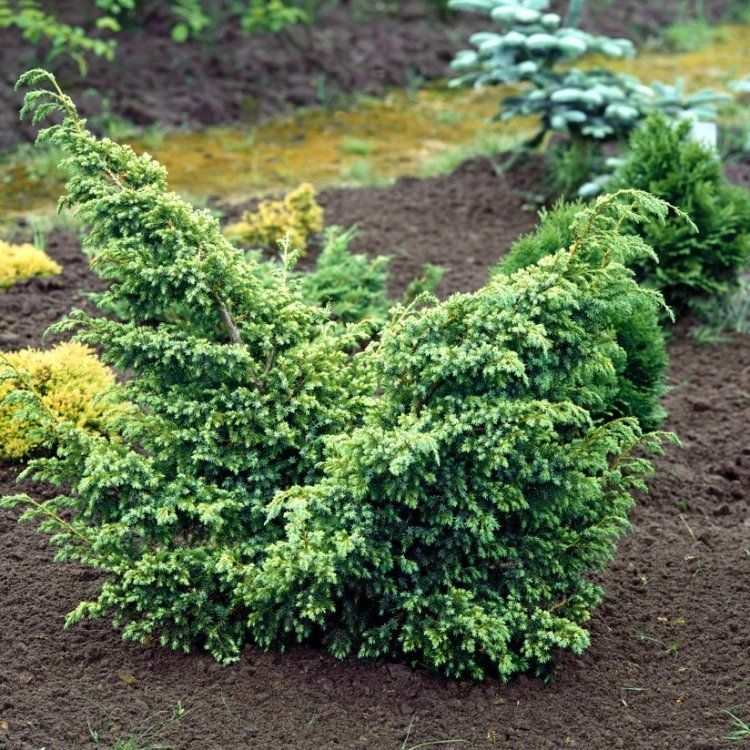 Kineska smreka 'Blue Alps' 20-25cm