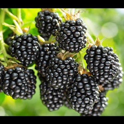 Kupina 'Black Diamonds' 2lit