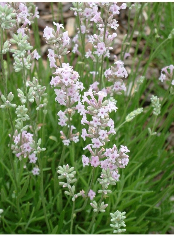 Lavanda "Rosea" 1,5lit