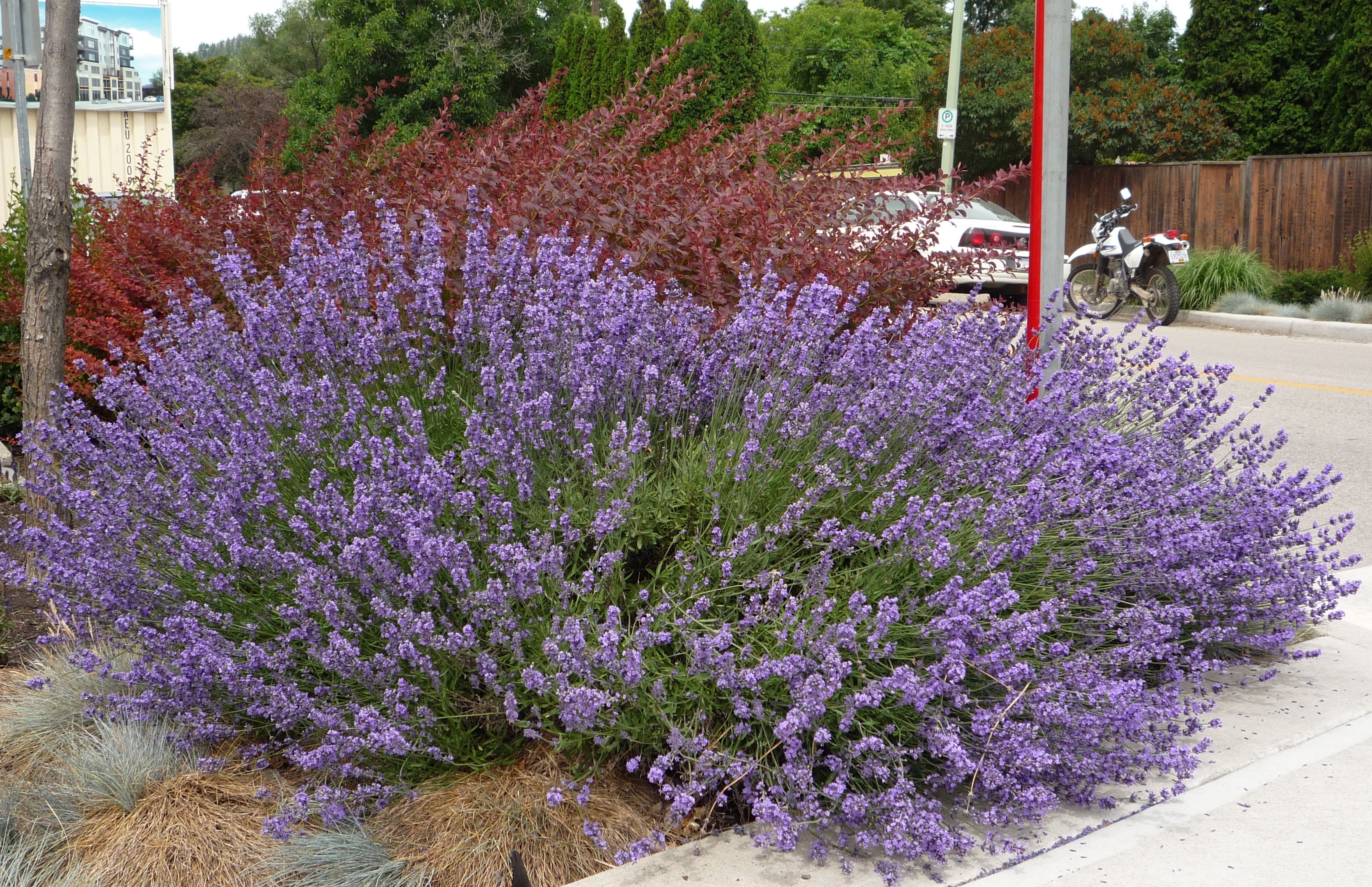 Lavanda HIDCOTE 1,5 lit.