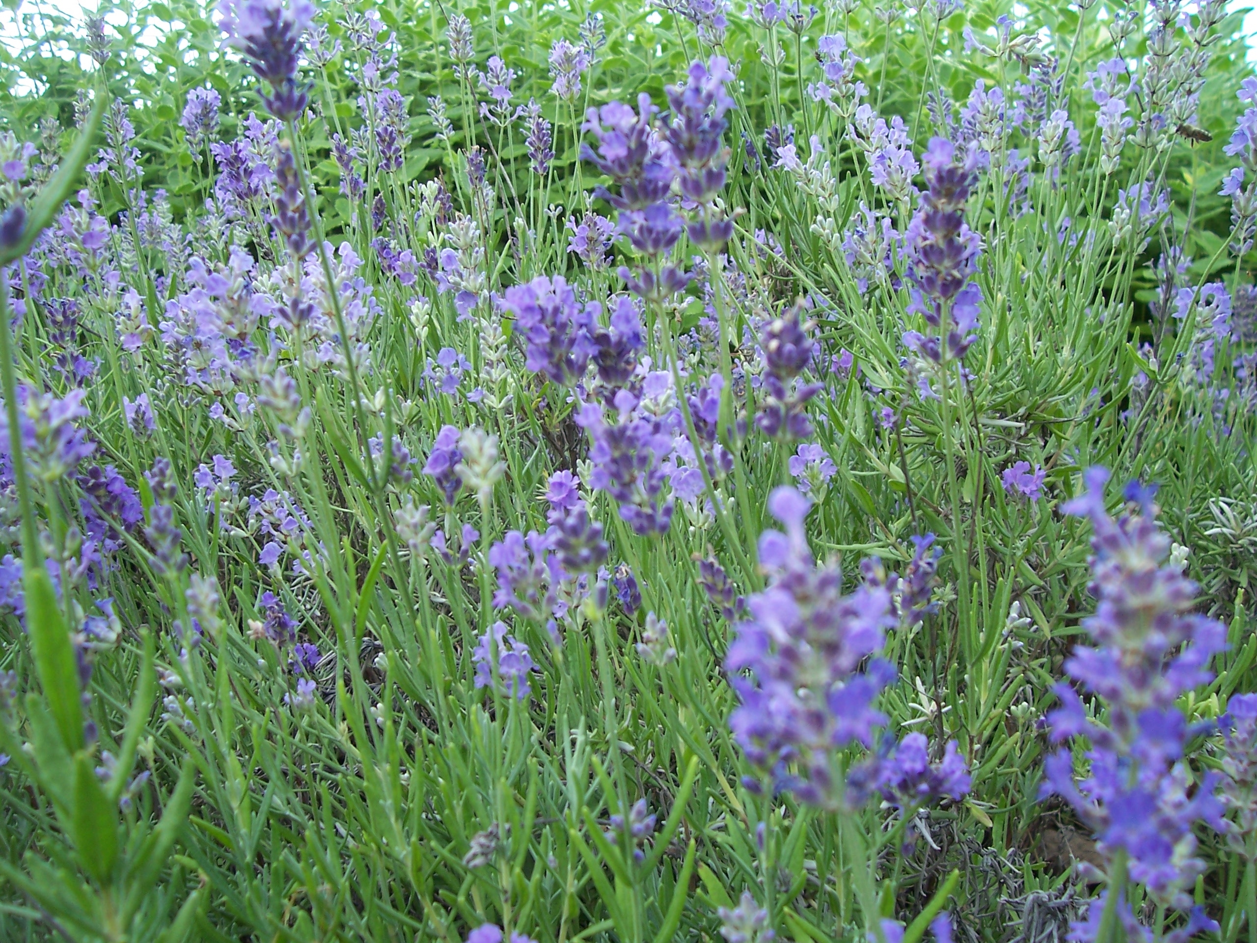 Lavanda MUNSTEAD 1,5 lit.
