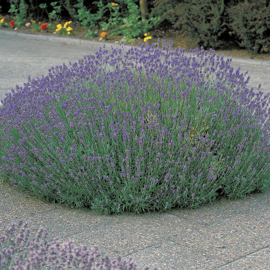 Lavanda MUNSTEAD 1,5 lit.