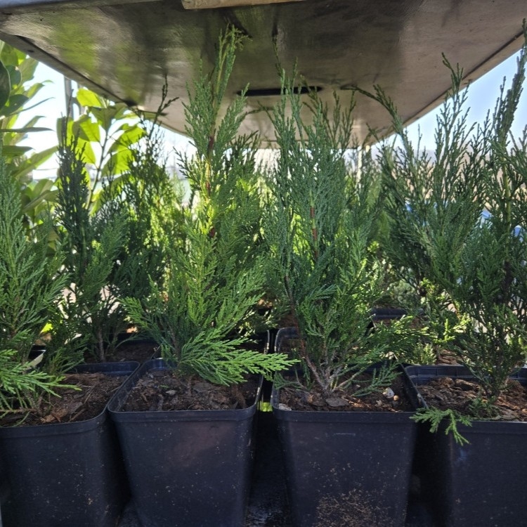 Leylandii 120cm - 7lit