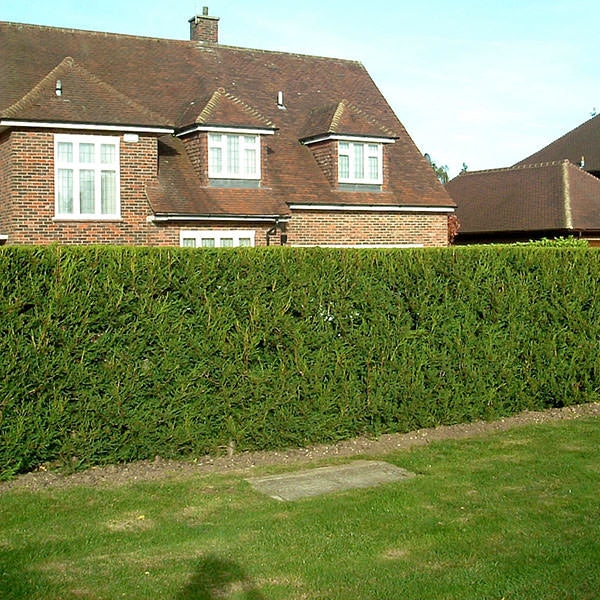 Leylandii 120cm - 7lit
