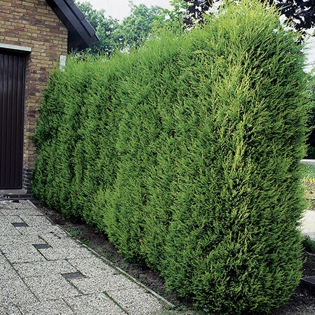 Leylandii 120cm - 7lit