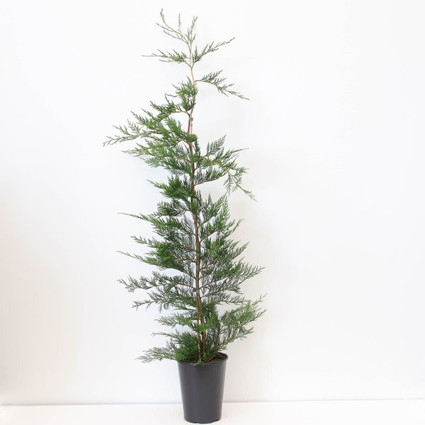Leylandii 120cm - 7lit