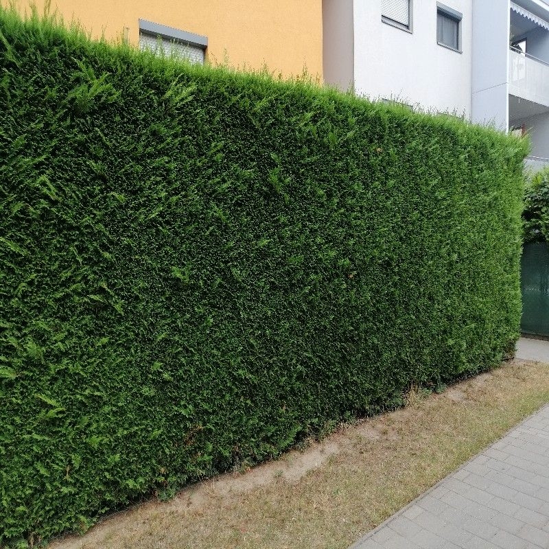 Leylandii 2001 80-100cm - posuda 2lit (primamo narudžbe za nadolazeću isporuku)