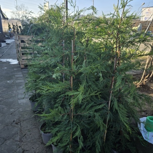 Leylandii 2001 80-100cm - posuda 2lit (primamo narudžbe za nadolazeću isporuku)
