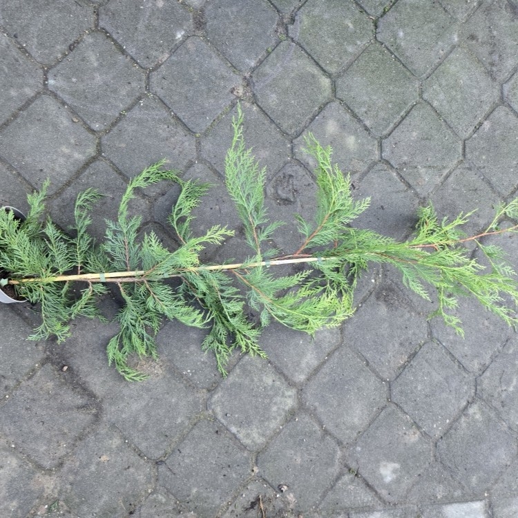Leylandii 2001 80-100cm - posuda 2lit (primamo narudžbe za nadolazeću isporuku)