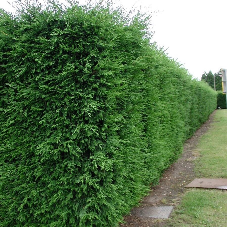 Leylandii 2001 80-100cm - posuda 2lit (primamo narudžbe za nadolazeću isporuku)