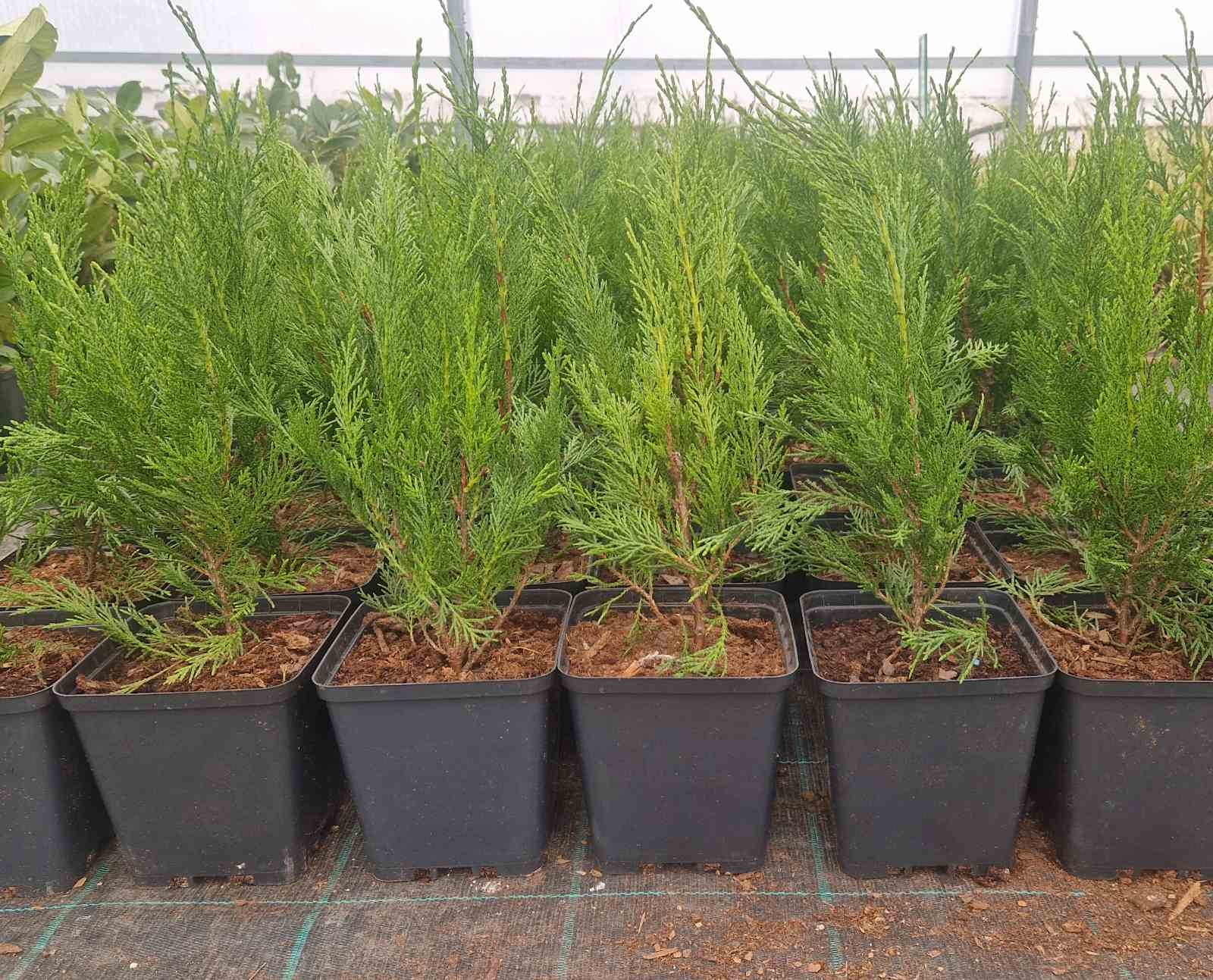 Leylandii 2001 80-100cm - posuda 2lit (primamo narudžbe za nadolazeću isporuku)