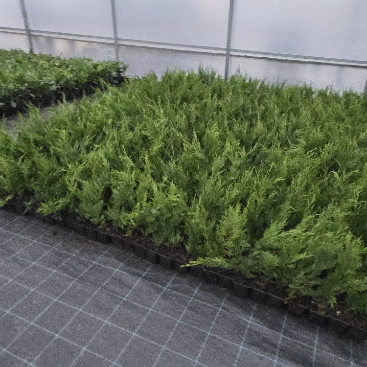 Leylandii 35cm - posuda 0,5lit