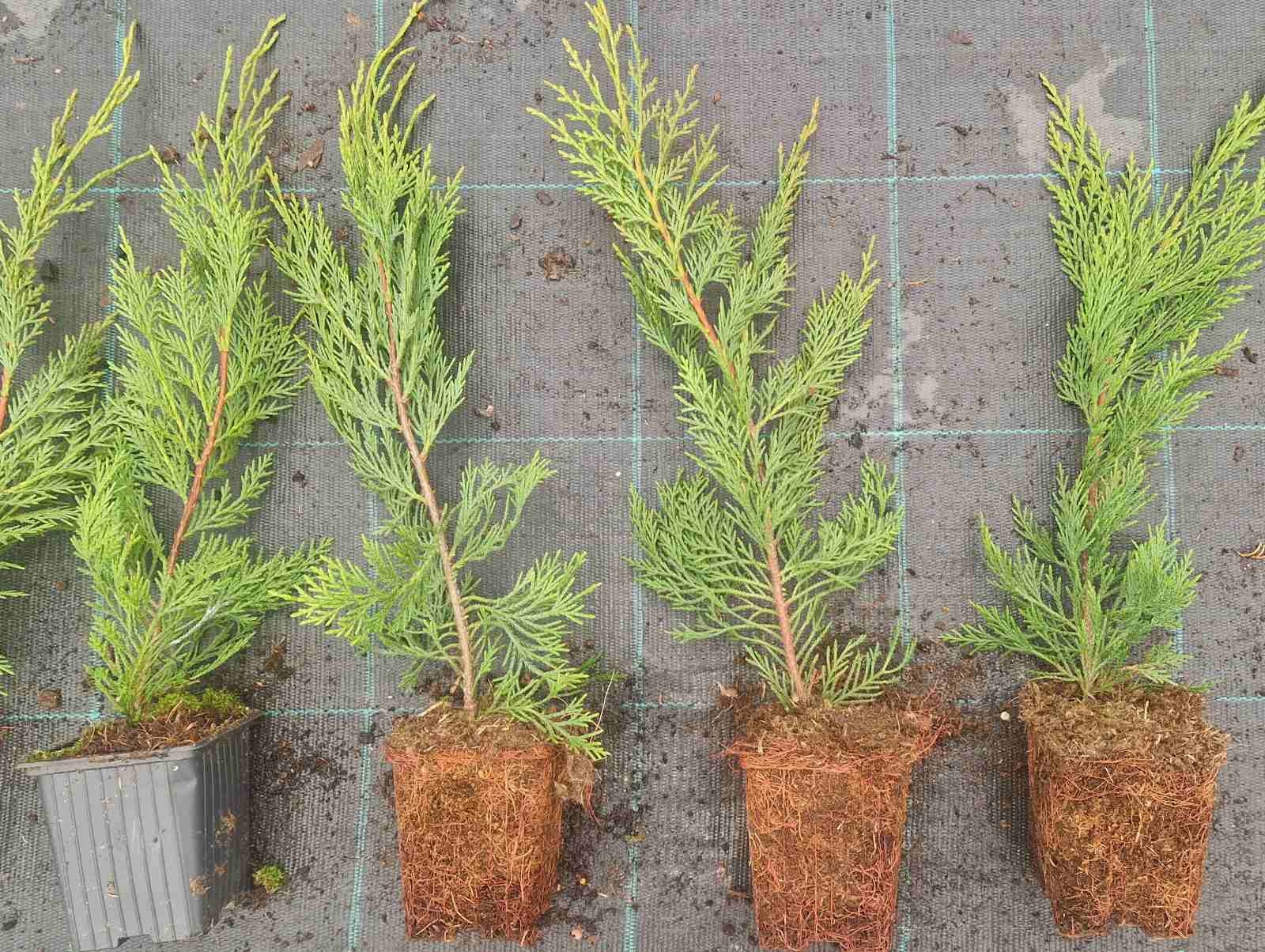Leylandii 35cm - posuda 0,5lit
