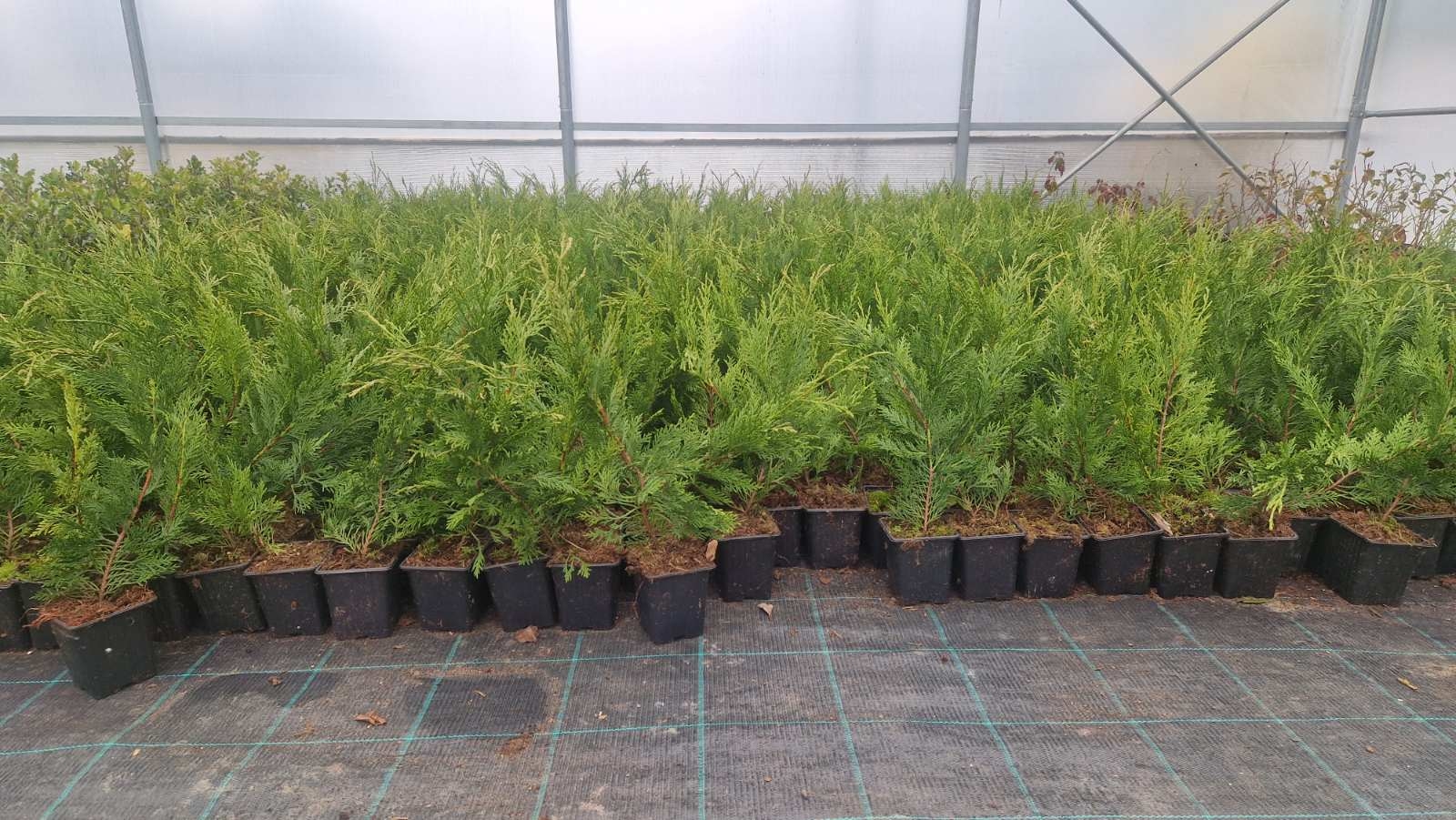 Leylandii 35cm - posuda 0,5lit