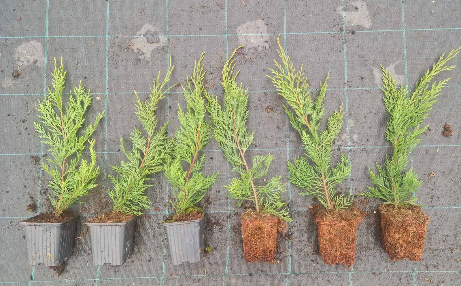 Leylandii 35cm - posuda 0,5lit
