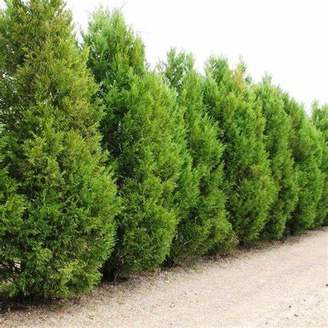 Leylandii 35cm - posuda 0,5lit