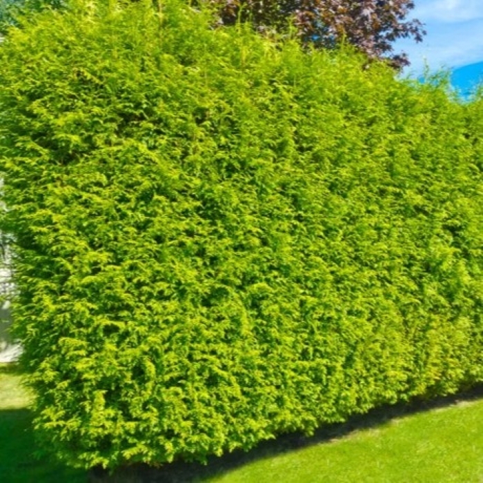 Leylandii 35cm - posuda 0,5lit