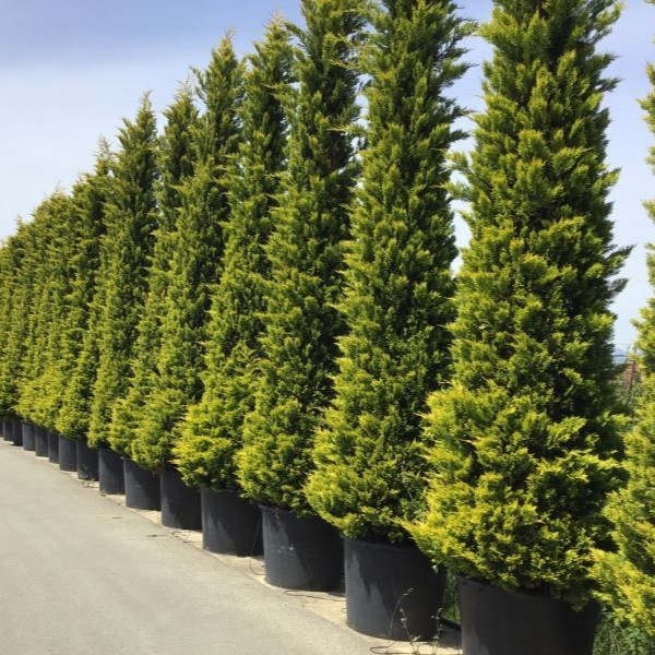 Leylandii 35cm - posuda 0,5lit
