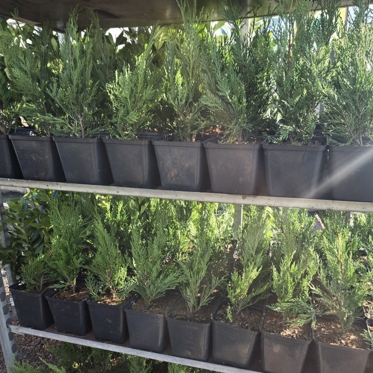 Leylandii 35cm - posuda 0,5lit