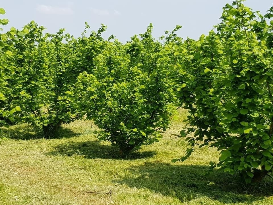 Lješnjak dvogodišnji - Rimski okrugli (primamo narudže za nadolazeću sezonu)