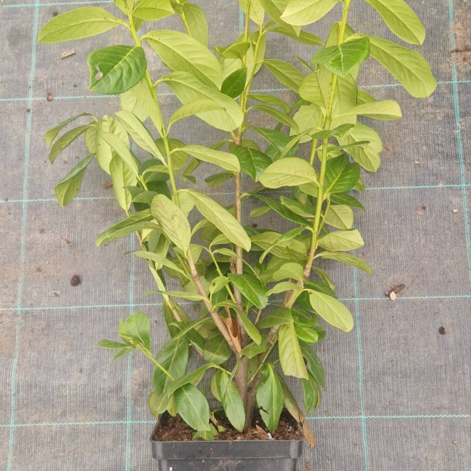 Lovor višnja 'Novita' 3 L - 50-80 cm (primamo narudžbe za nadolazeću isporuku)