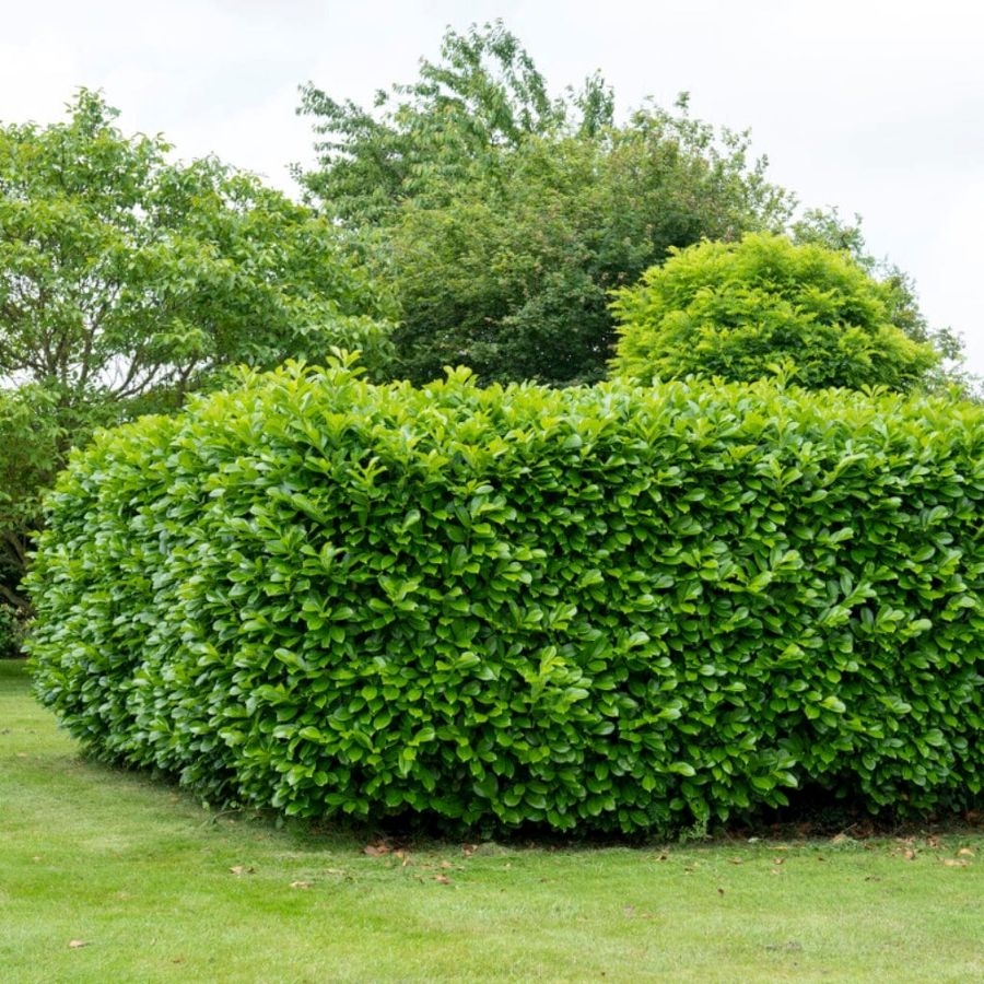 Lovor višnja 'Rotundifolia' 3 L - 40-50 cm