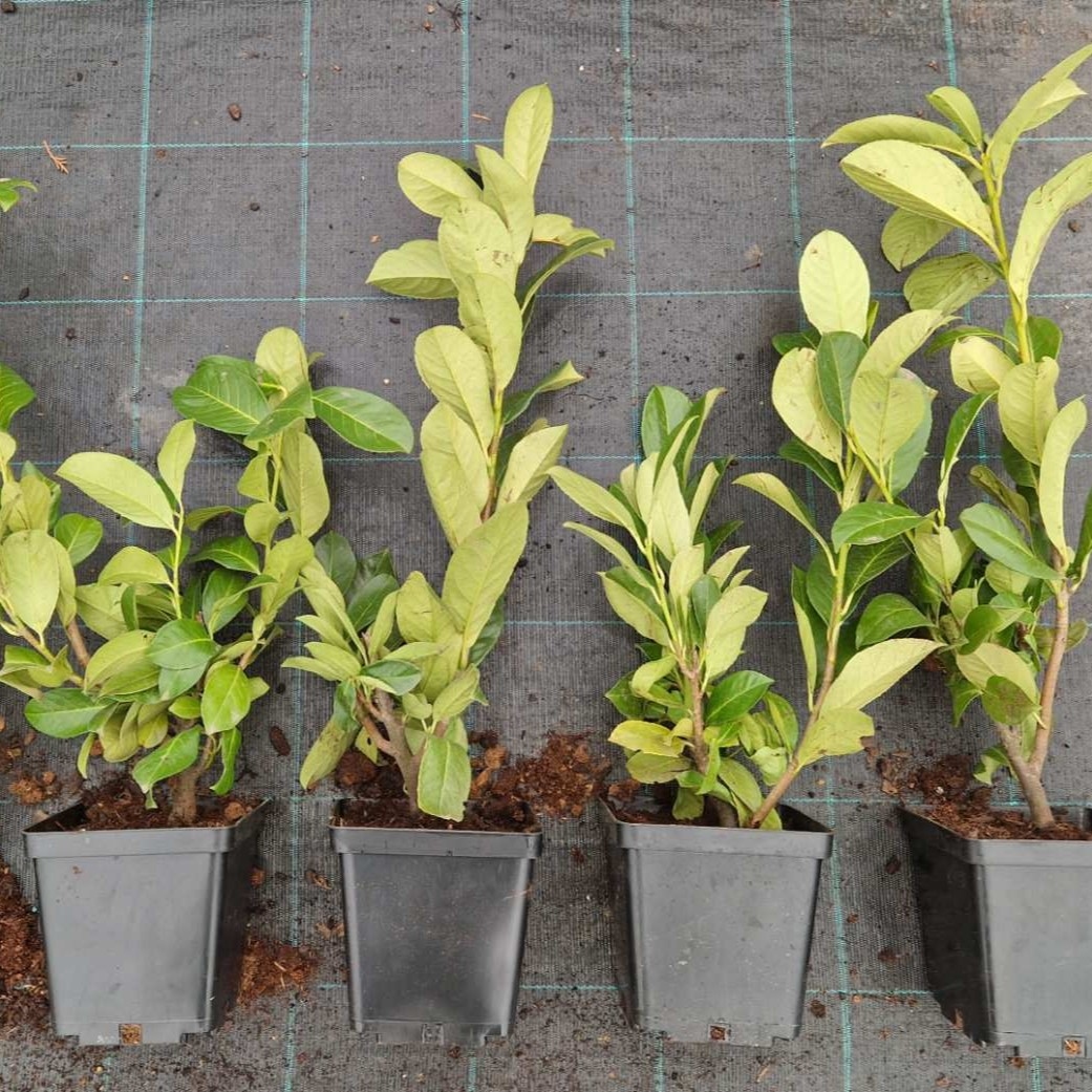 Lovor višnja 'Rotundifolia' 3 L - 40-50 cm