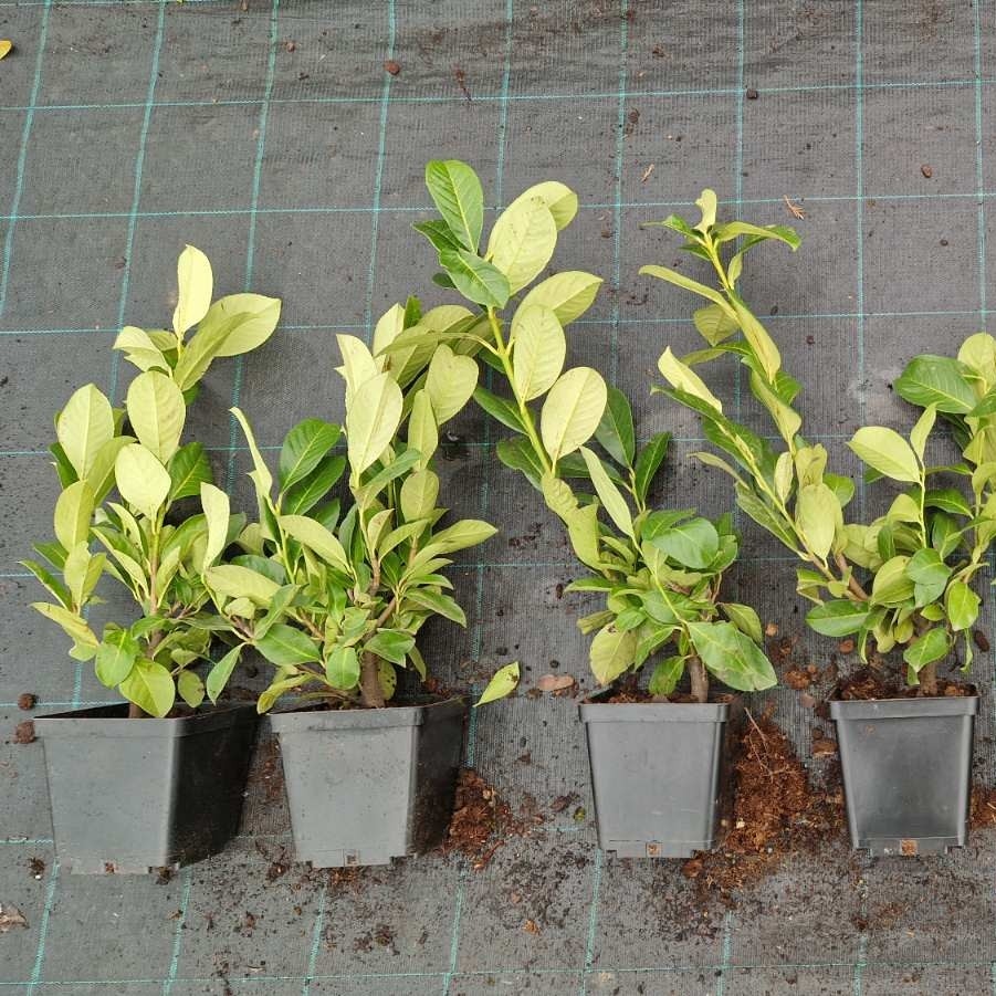 Lovor višnja 'Rotundifolia' 3 L - 40-50 cm